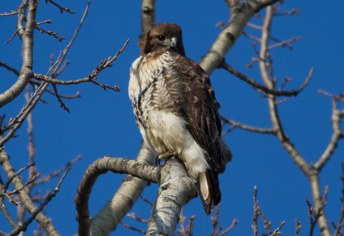 Red-tailed Hawk - ML81458431