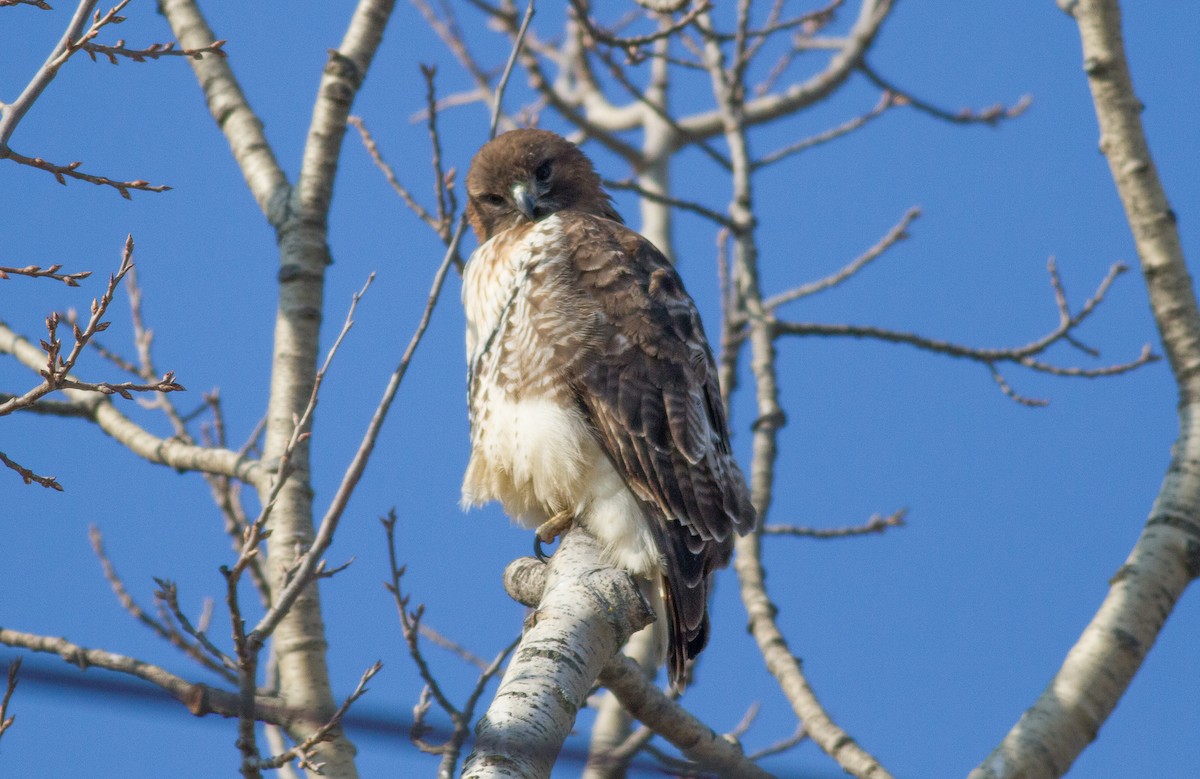 Red-tailed Hawk - ML81458441