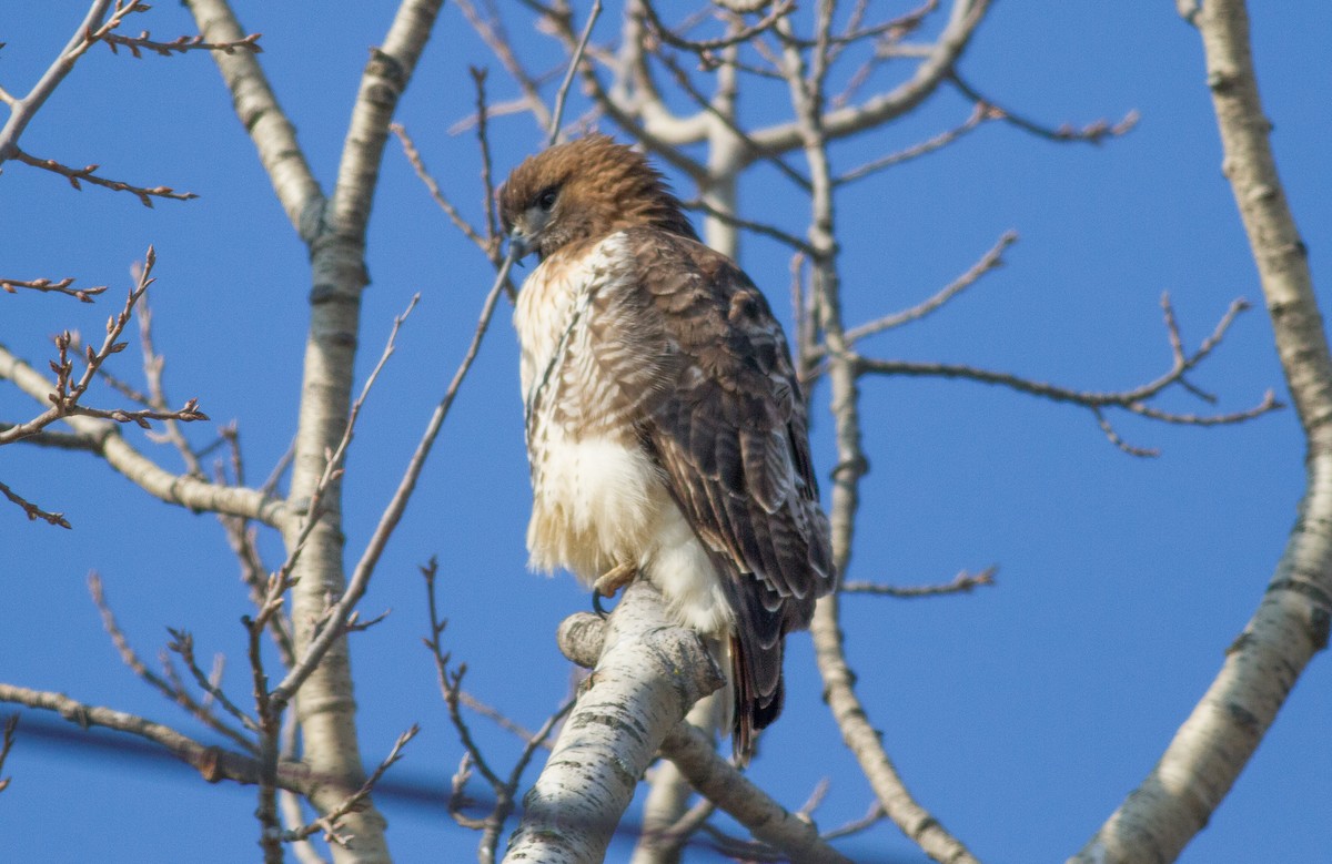 Red-tailed Hawk - ML81458451