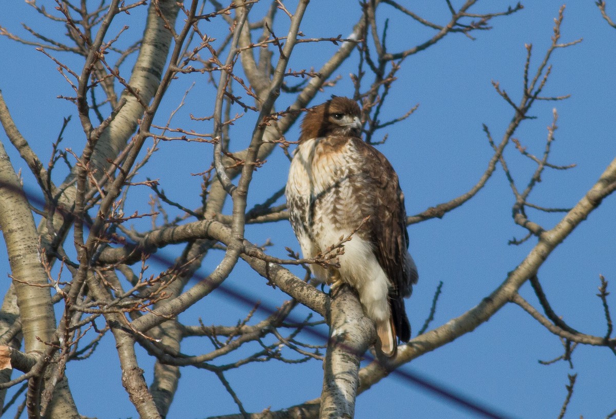Red-tailed Hawk - ML81458461