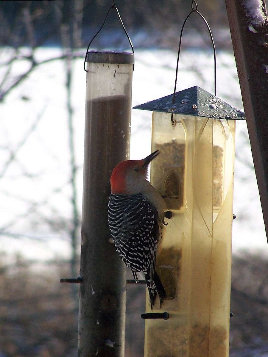 Red-bellied Woodpecker - ML81459881