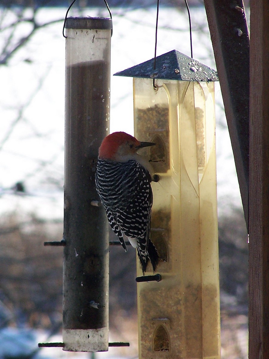 Red-bellied Woodpecker - ML81459891