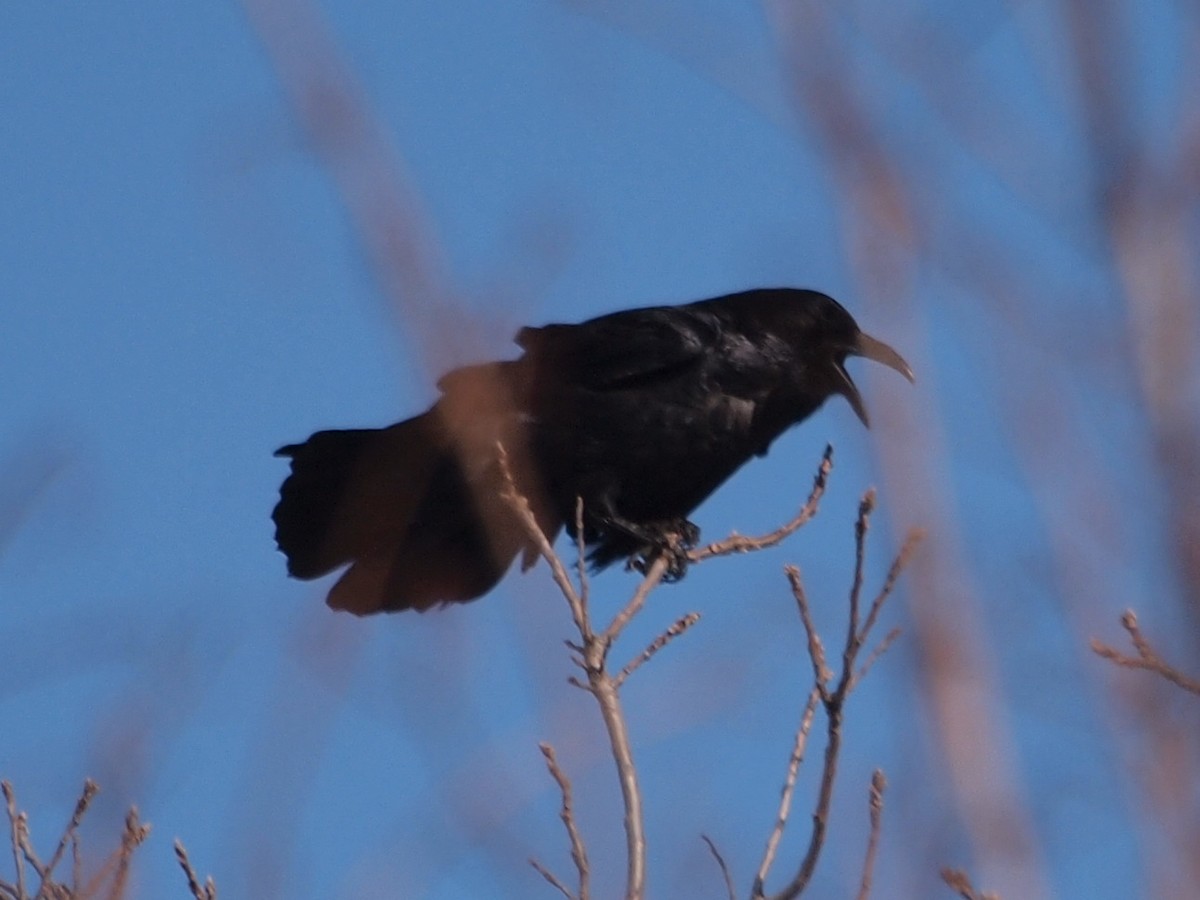 Common Raven - ML81463971