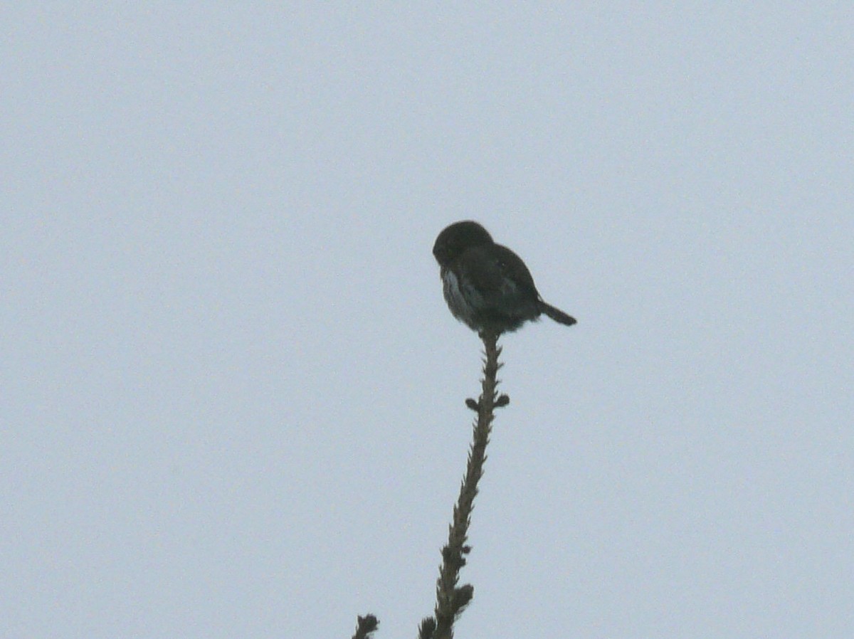 Northern Pygmy-Owl - ML81464491