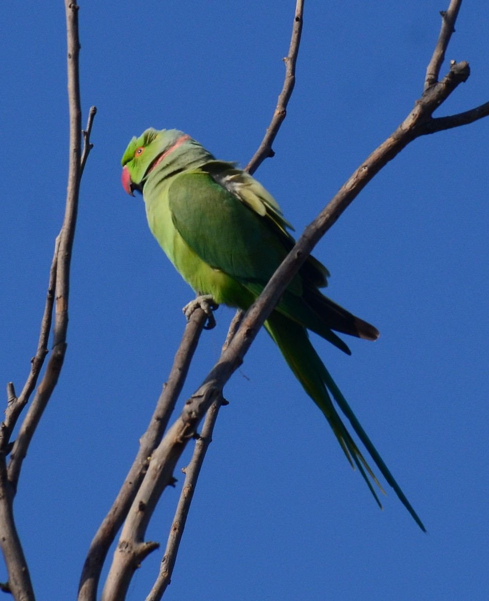 Rose-ringed Parakeet - Premchand Reghuvaran