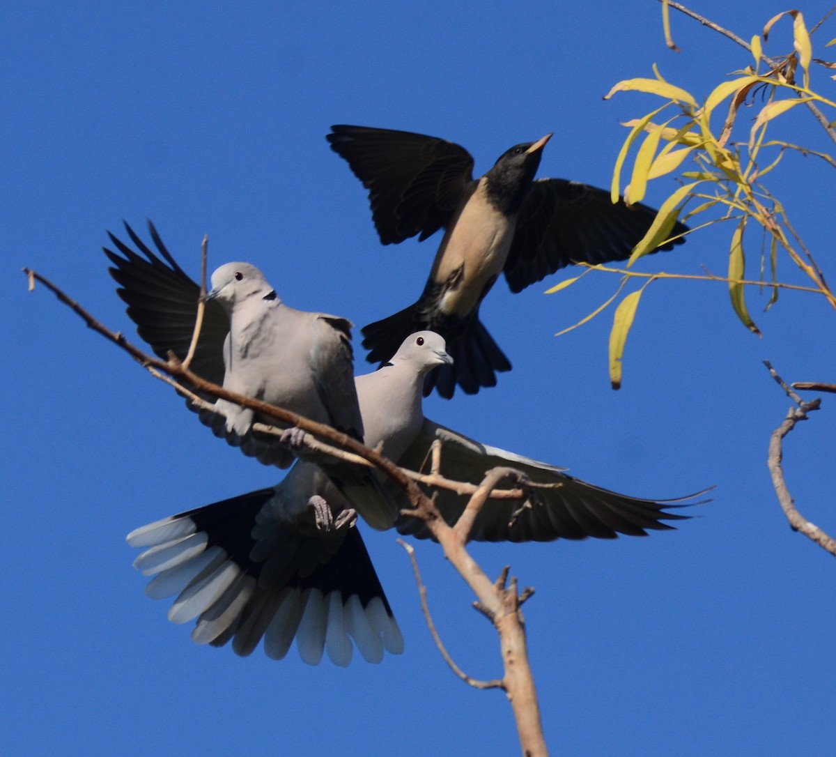 Eurasian Collared-Dove - Premchand Reghuvaran