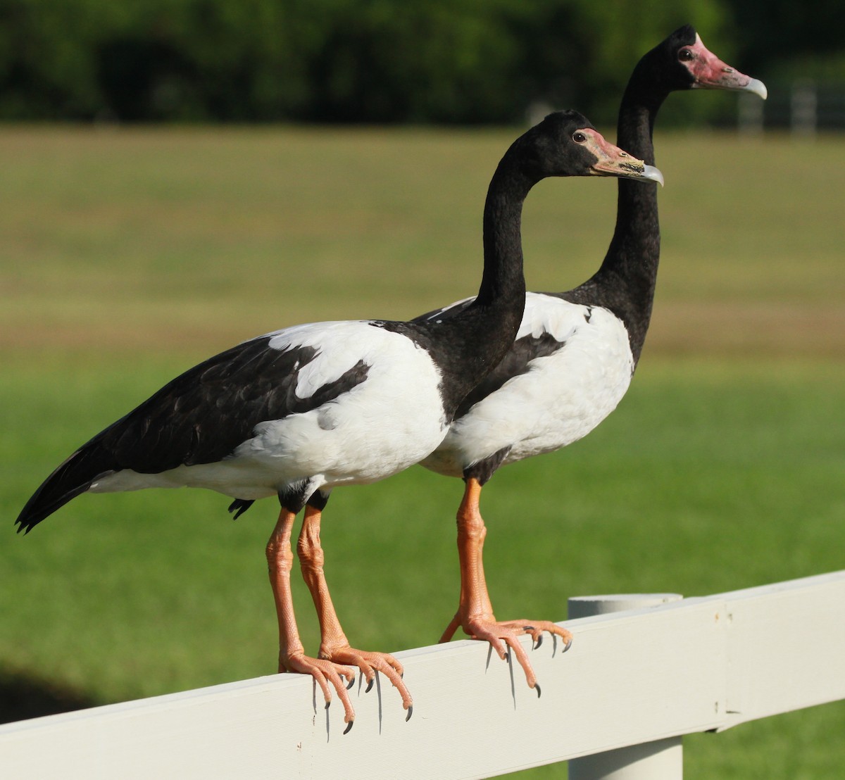 Magpie Goose - stephen bennie