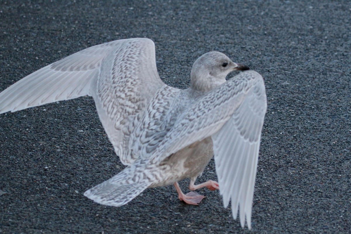 Iceland Gull (kumlieni/glaucoides) - Steve Heinl