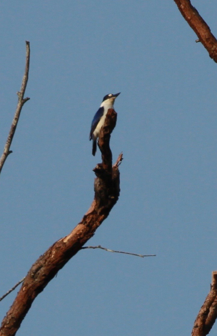 Forest Kingfisher - stephen bennie