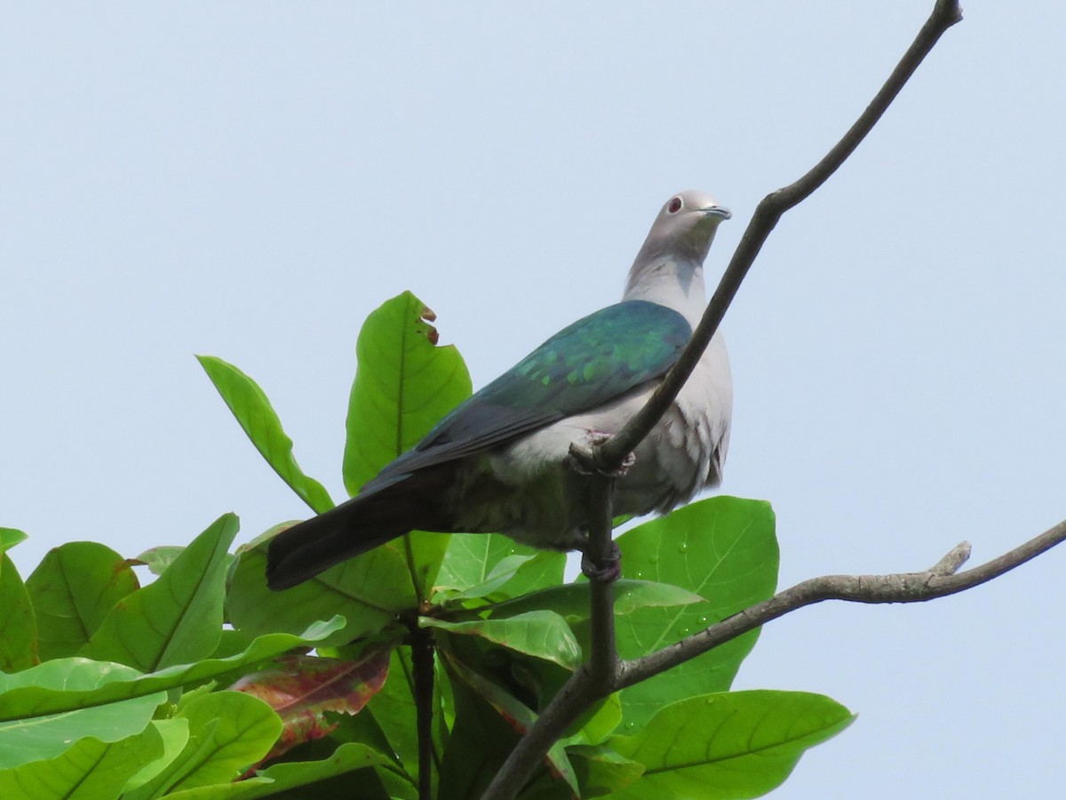 Green Imperial-Pigeon - Kian Guan Tay