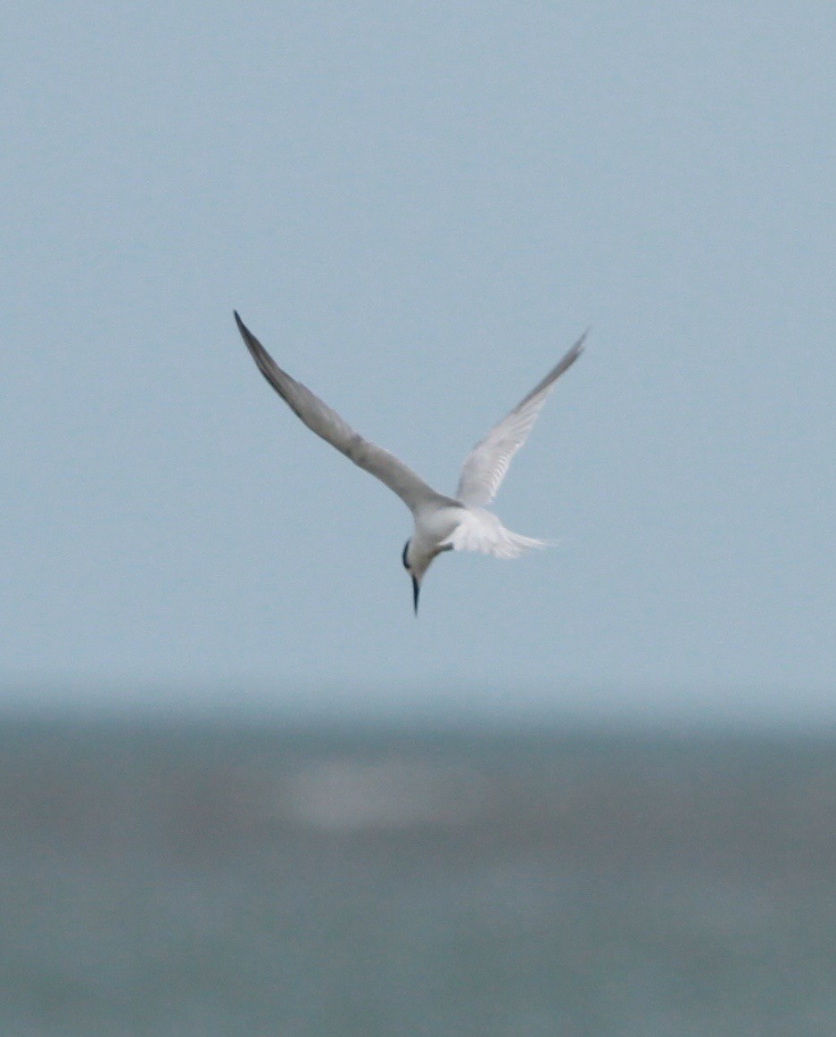 Little Tern - stephen bennie
