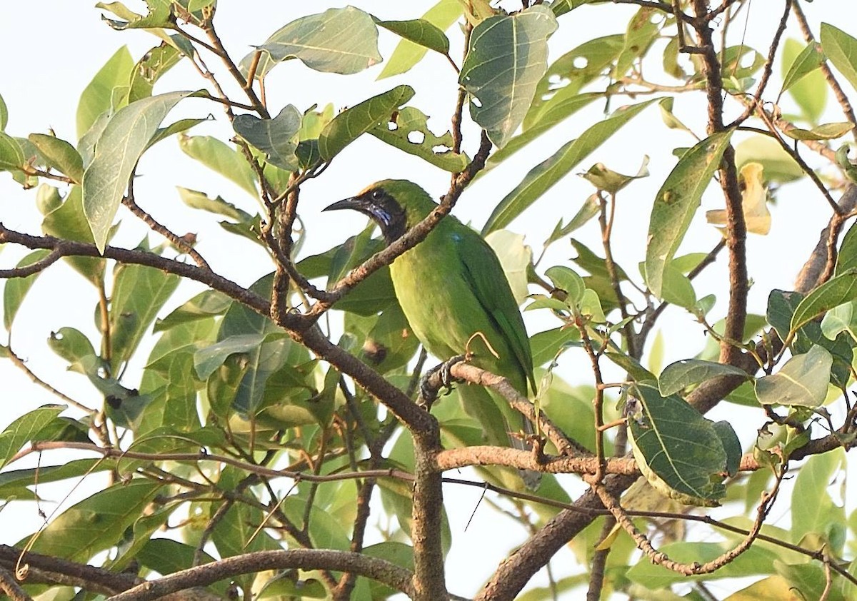 Golden-fronted Leafbird - ML81475931
