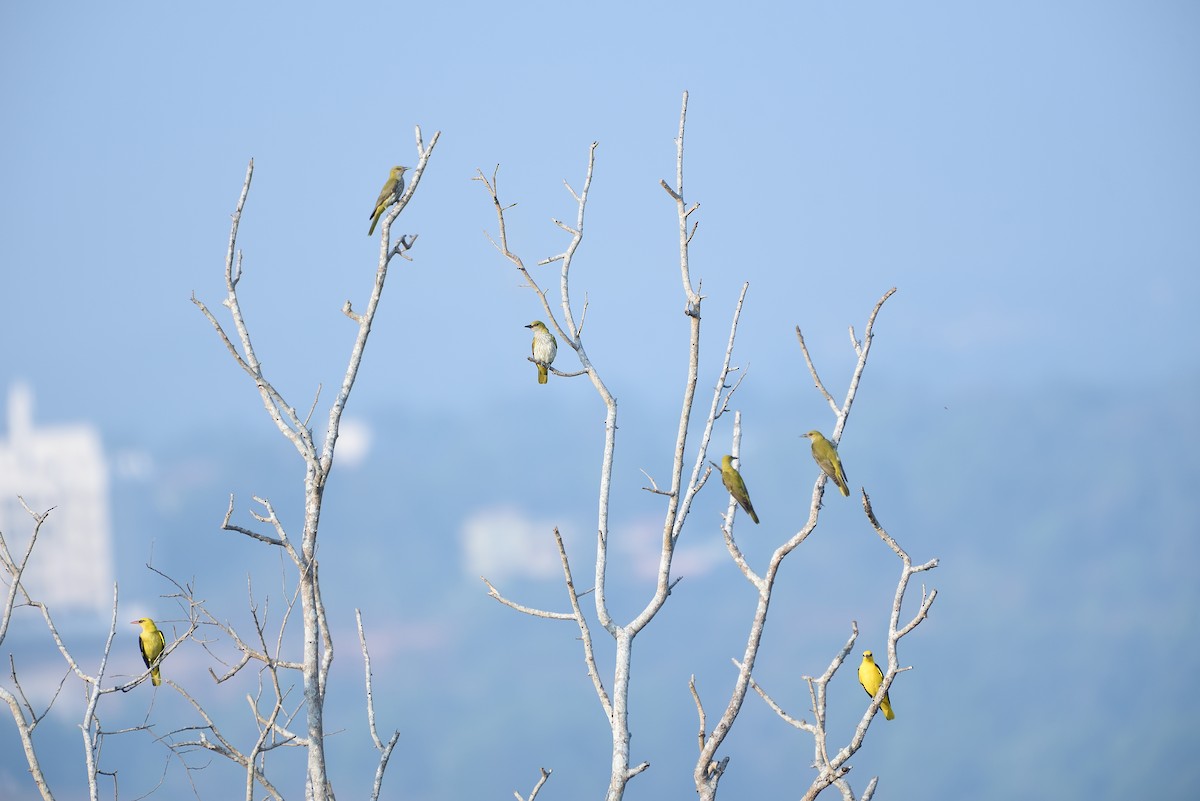 Indian Golden Oriole - ML81476061