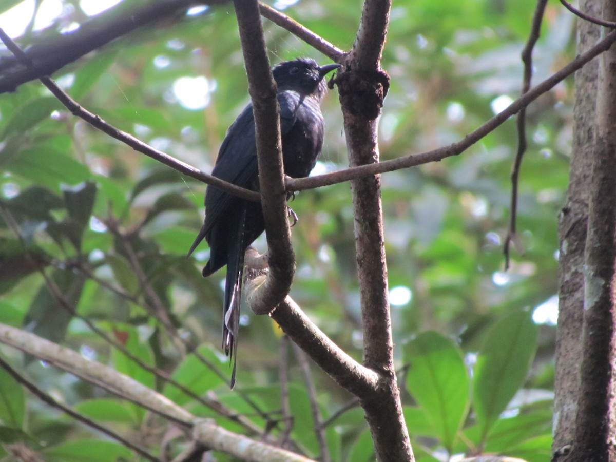 Fork-tailed Drongo-Cuckoo - Dr George P J