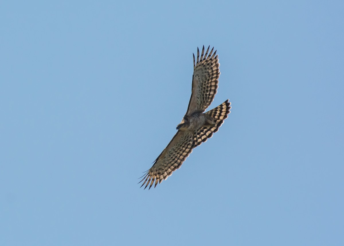 Legge's Hawk-Eagle - Abhinand C