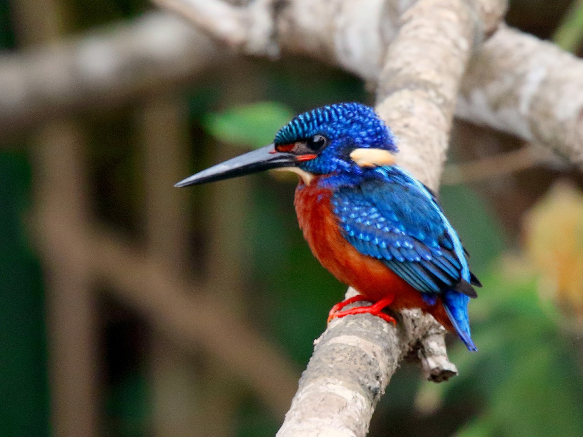 Blue-eared Kingfisher - ML81477891