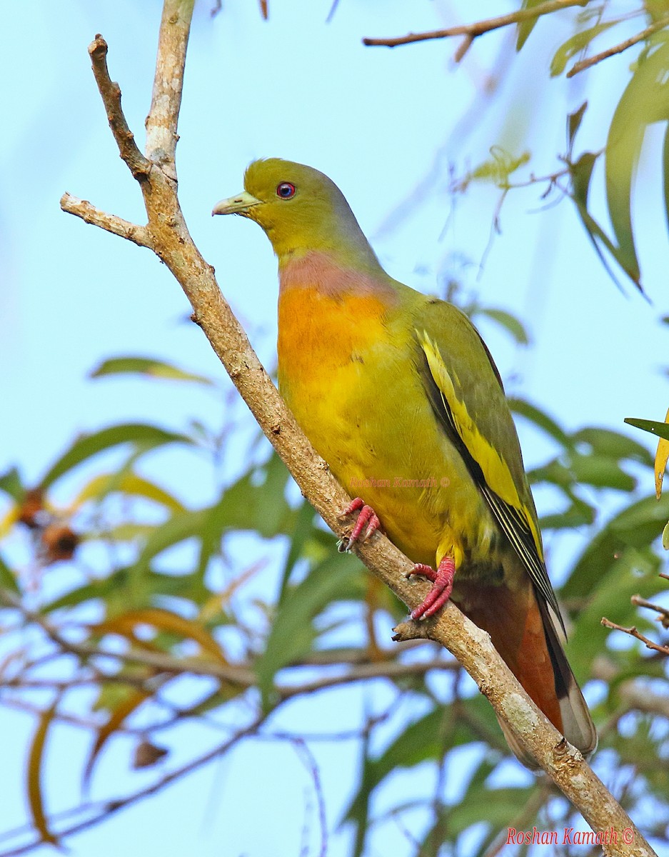 Orange-breasted Green-Pigeon - Roshan  Kamath