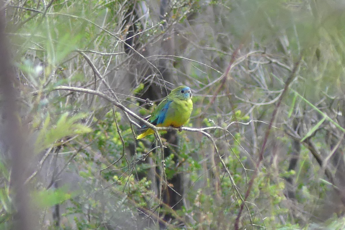 Turquoise Parrot - Drew Stevens