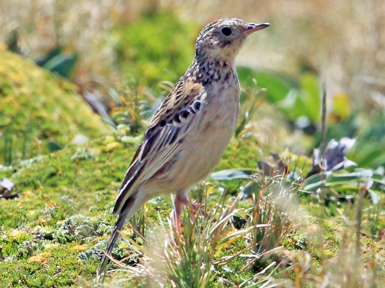 Paramo Pipit - eBird