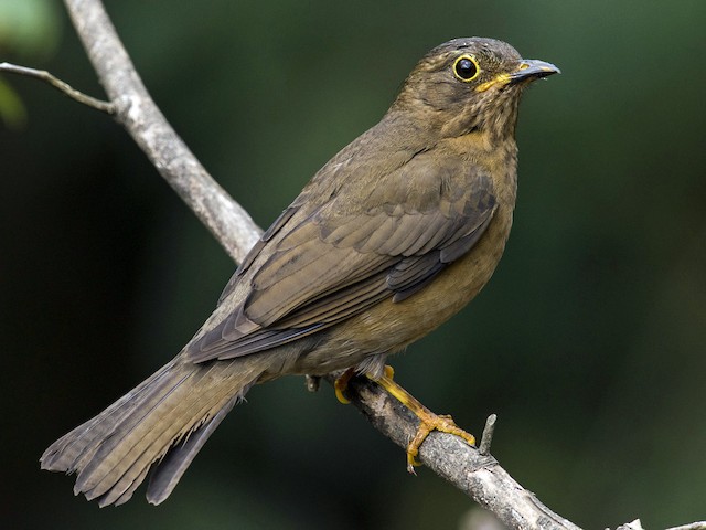 Possible confusion species: Yellow-legged Thrush (<em>Turdus flavipes</em>). - Yellow-legged Thrush - 