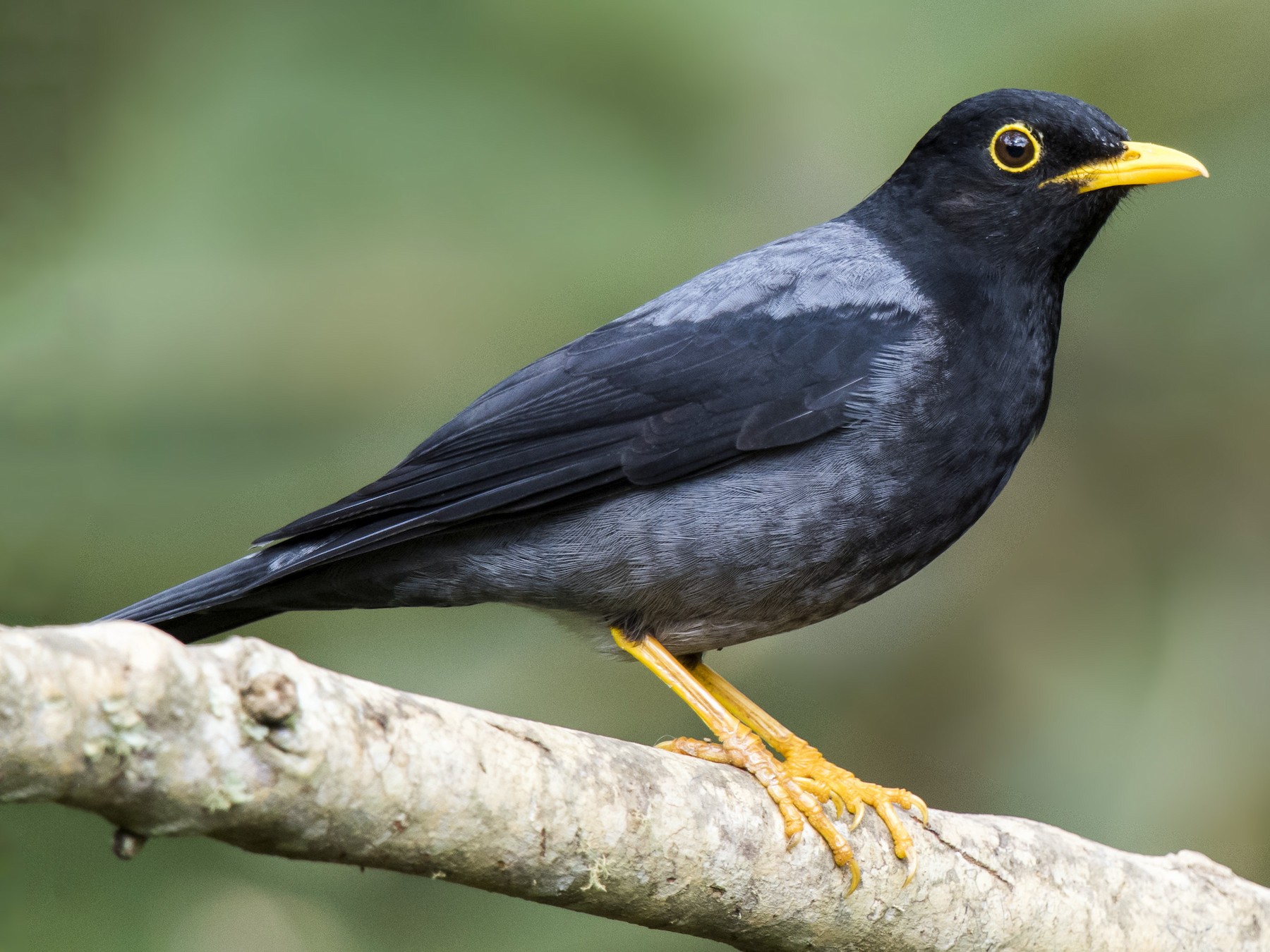 How To Make Bird Seed Blocks