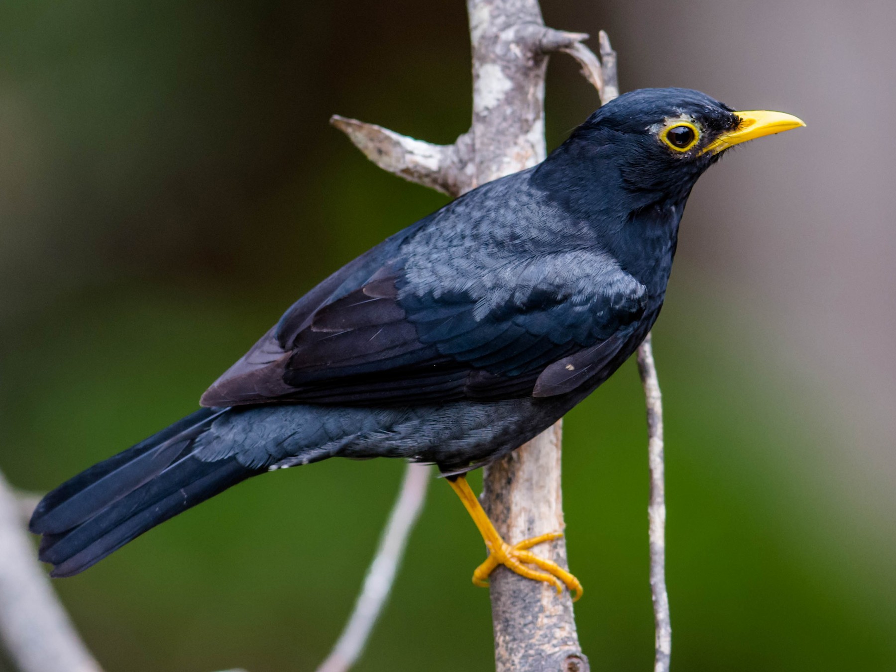 Yellow-legged Thrush - Hudson - BirdsRio