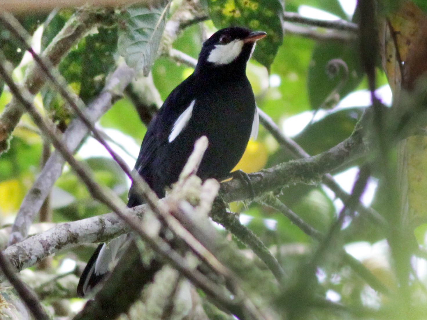 Black Solitaire - Ian Davies