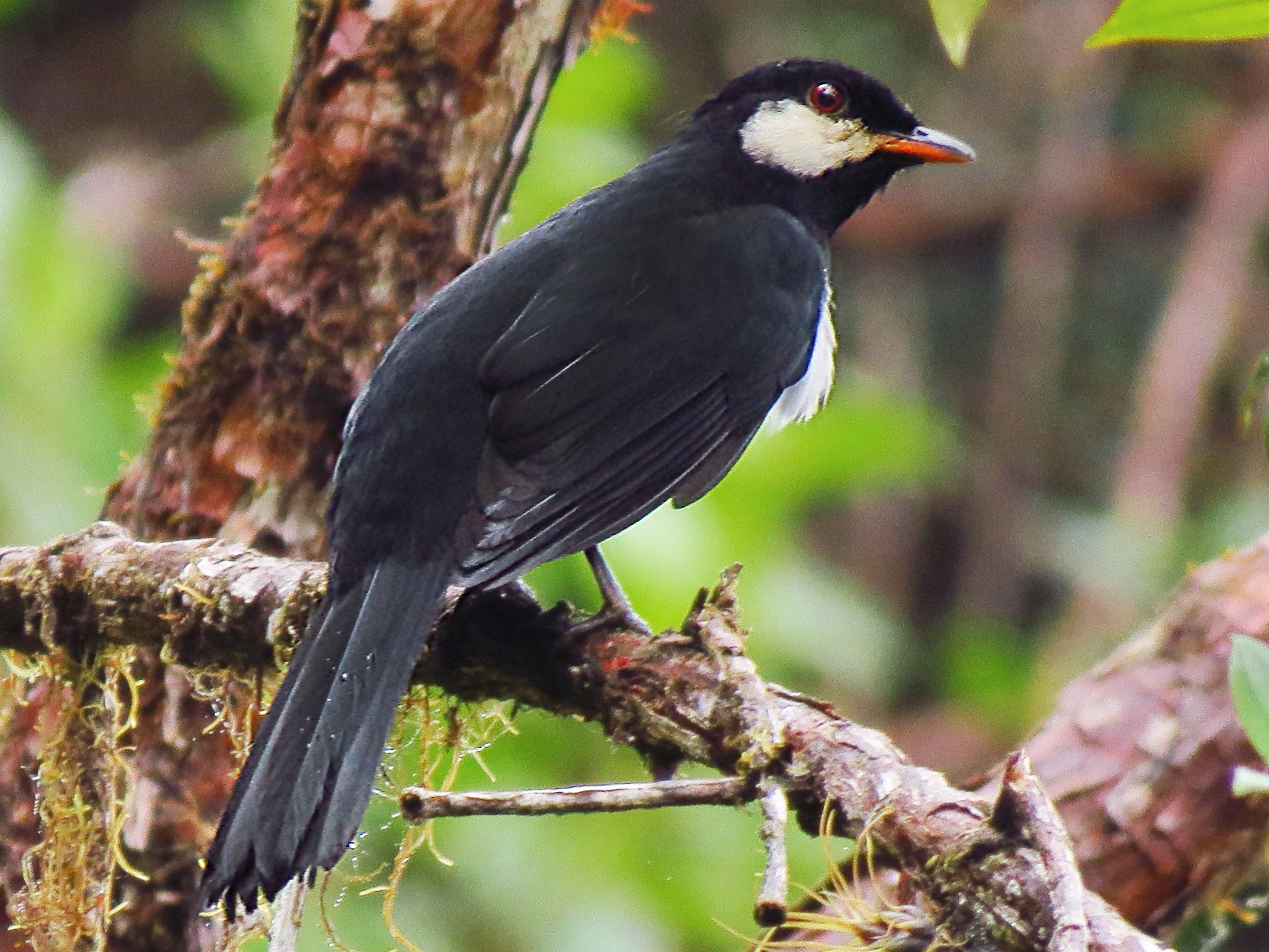 Black Solitaire - Jorge Muñoz García   CAQUETA BIRDING