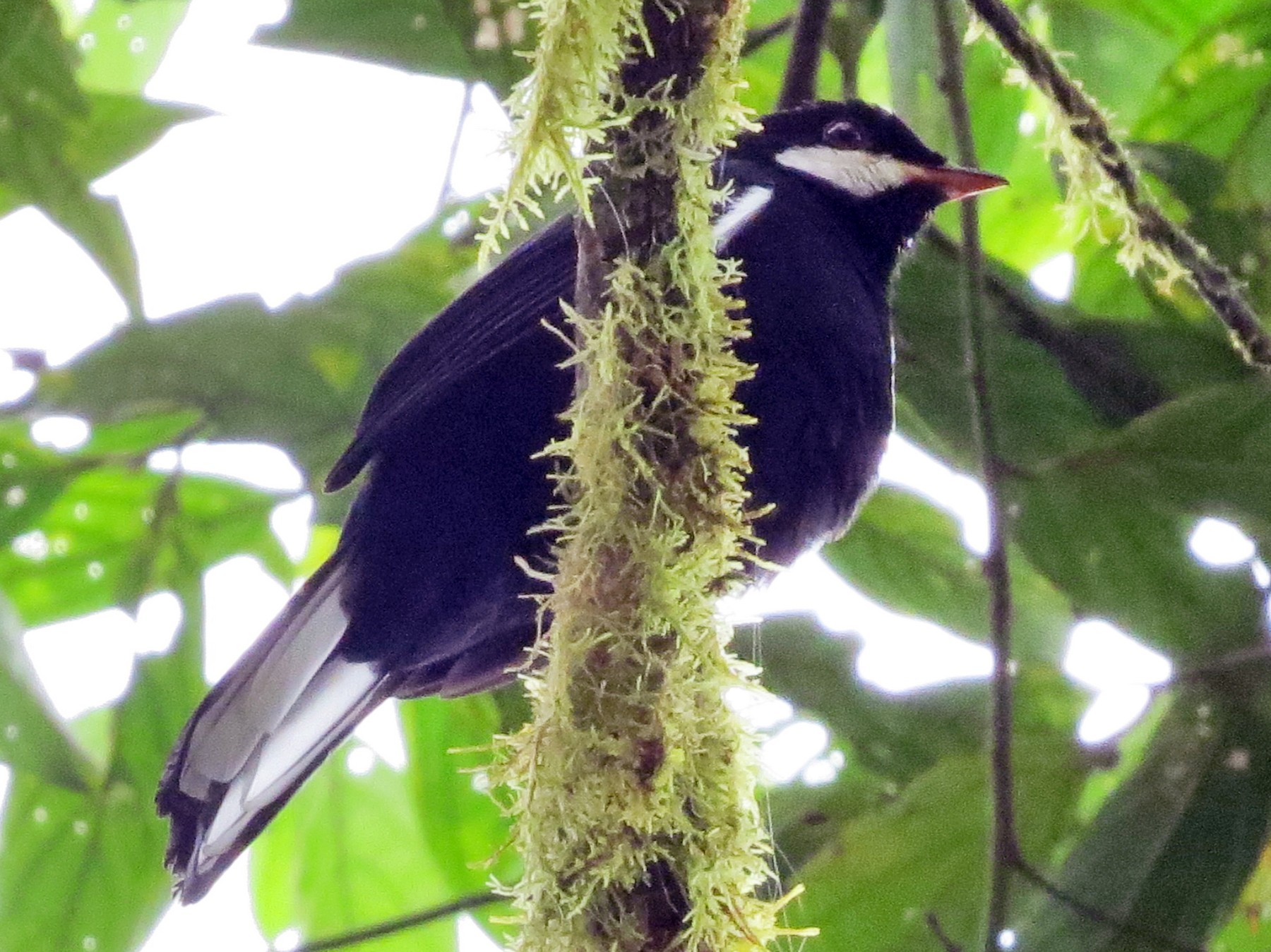 Solitario Negro eBird