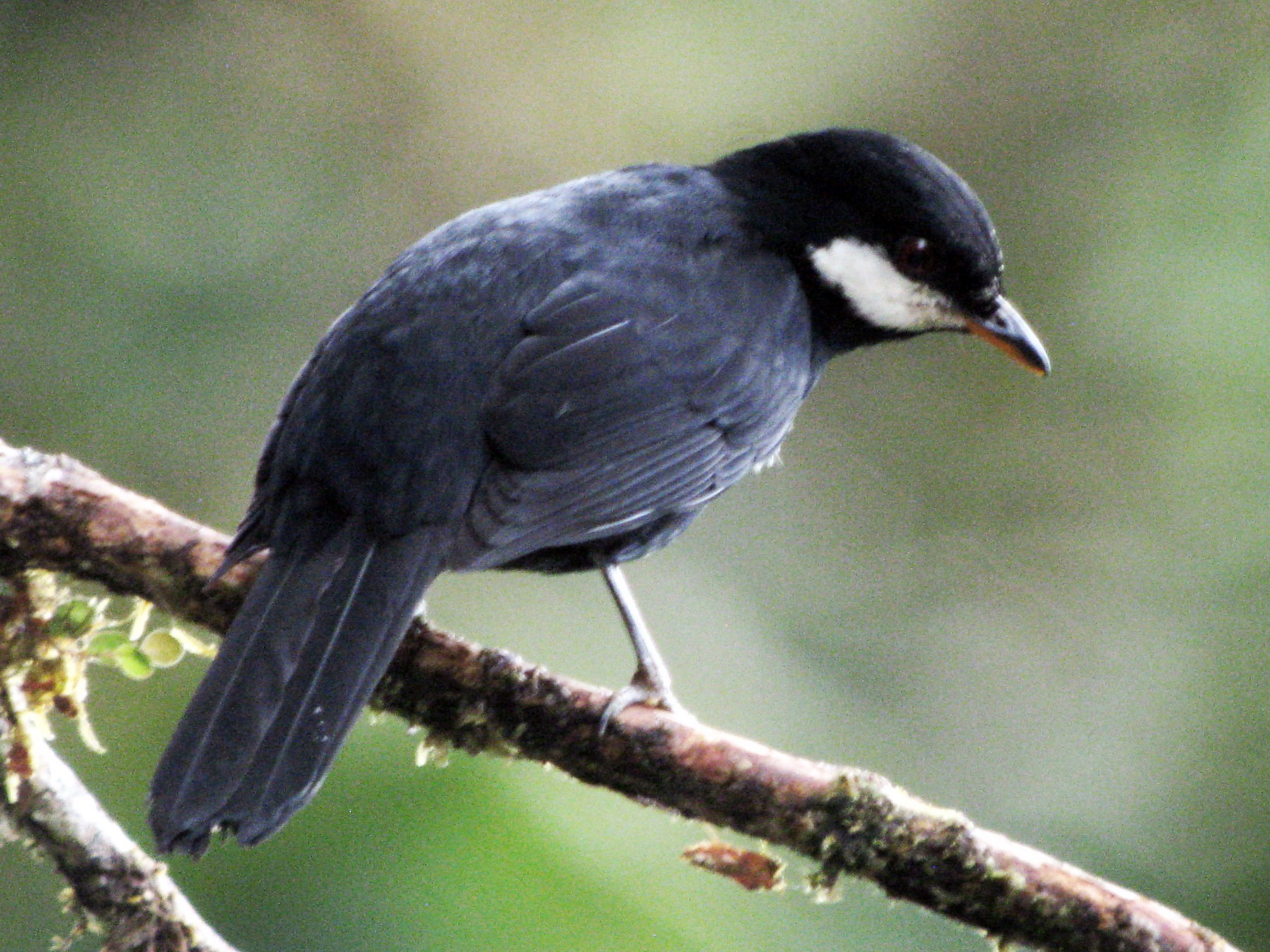 Black Solitaire - John Drummond