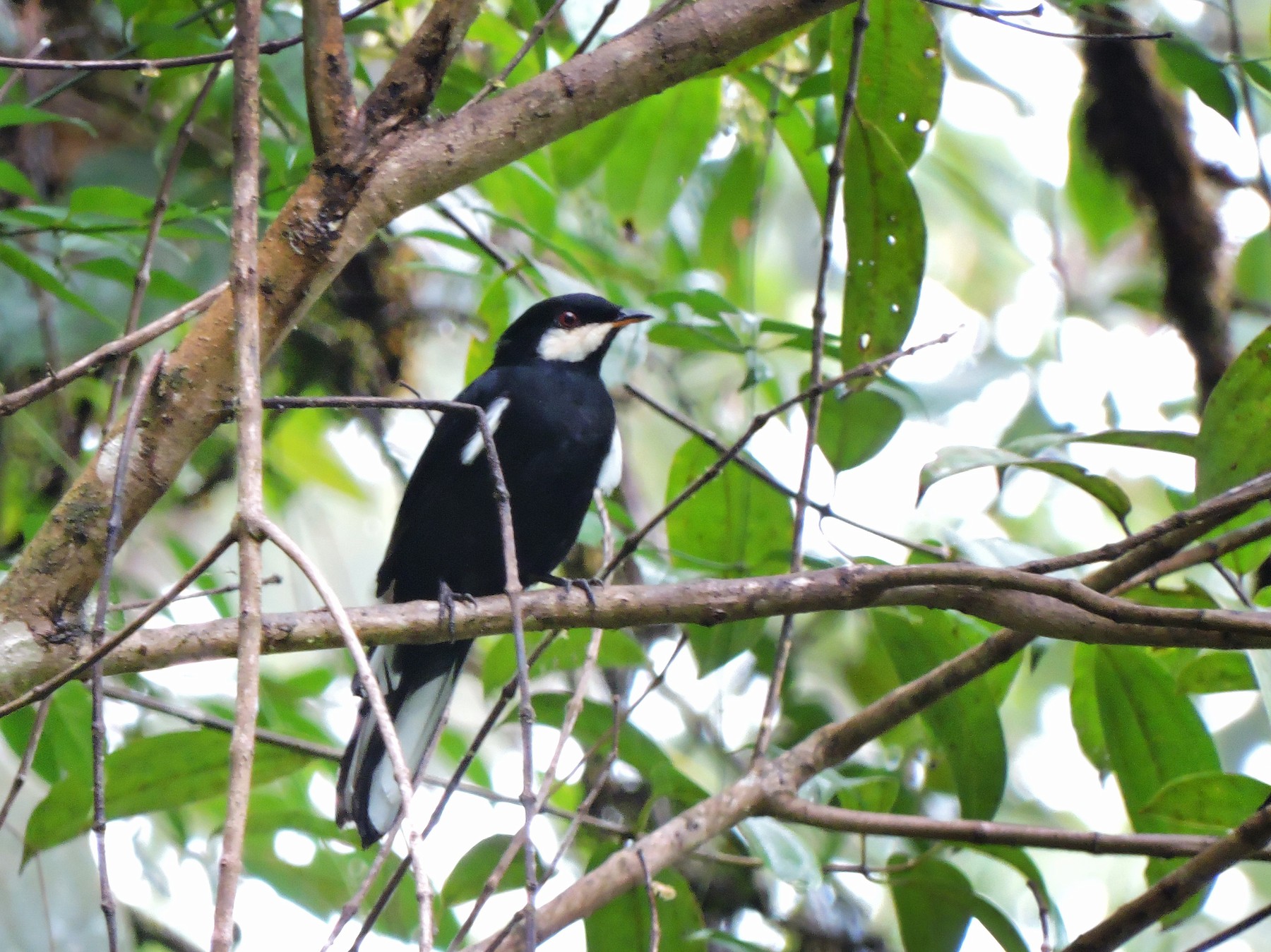 Black Solitaire - Edwin Munera