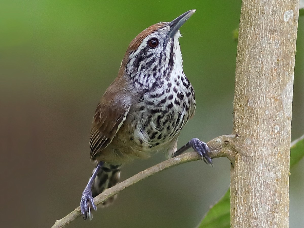 Speckle-breasted Wren - eBird