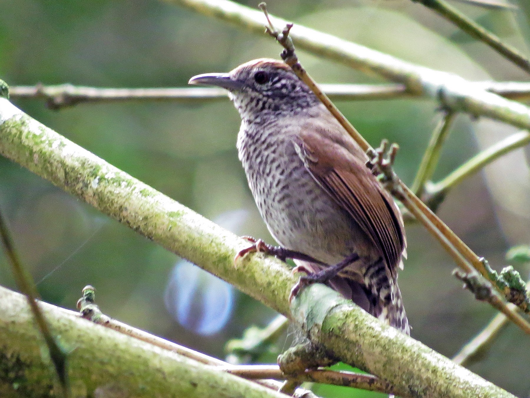 Specklebreasted Wren eBird