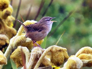 オオヌマミソサザイ - eBird