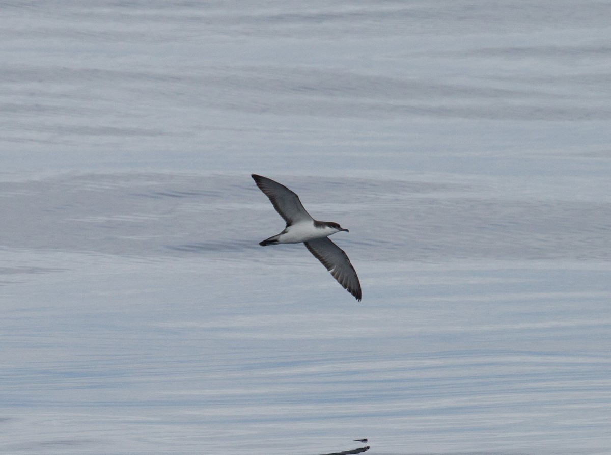 Buller's Shearwater - Fernando Díaz I Albatross Birding Chile