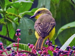 Lemon-browed Flycatcher - eBird