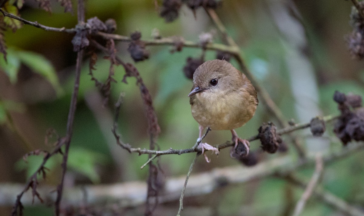 Atherton Scrubwren - ML81481391