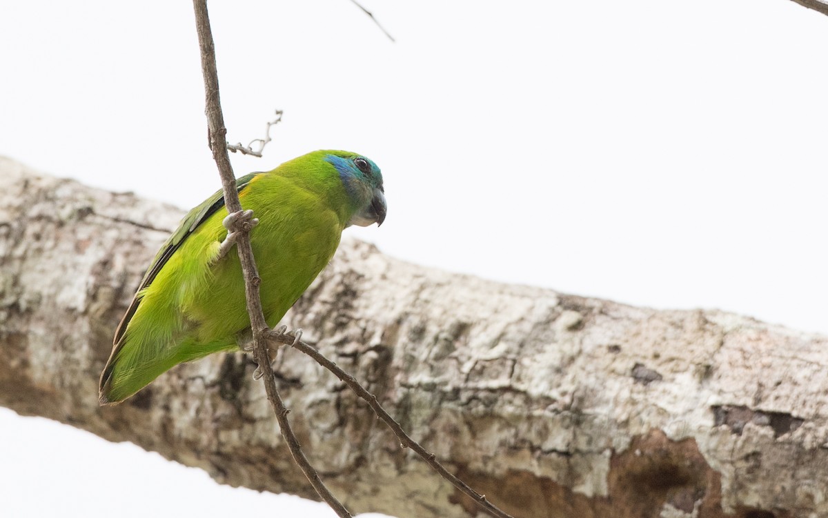 Double-eyed Fig-Parrot - ML81481731