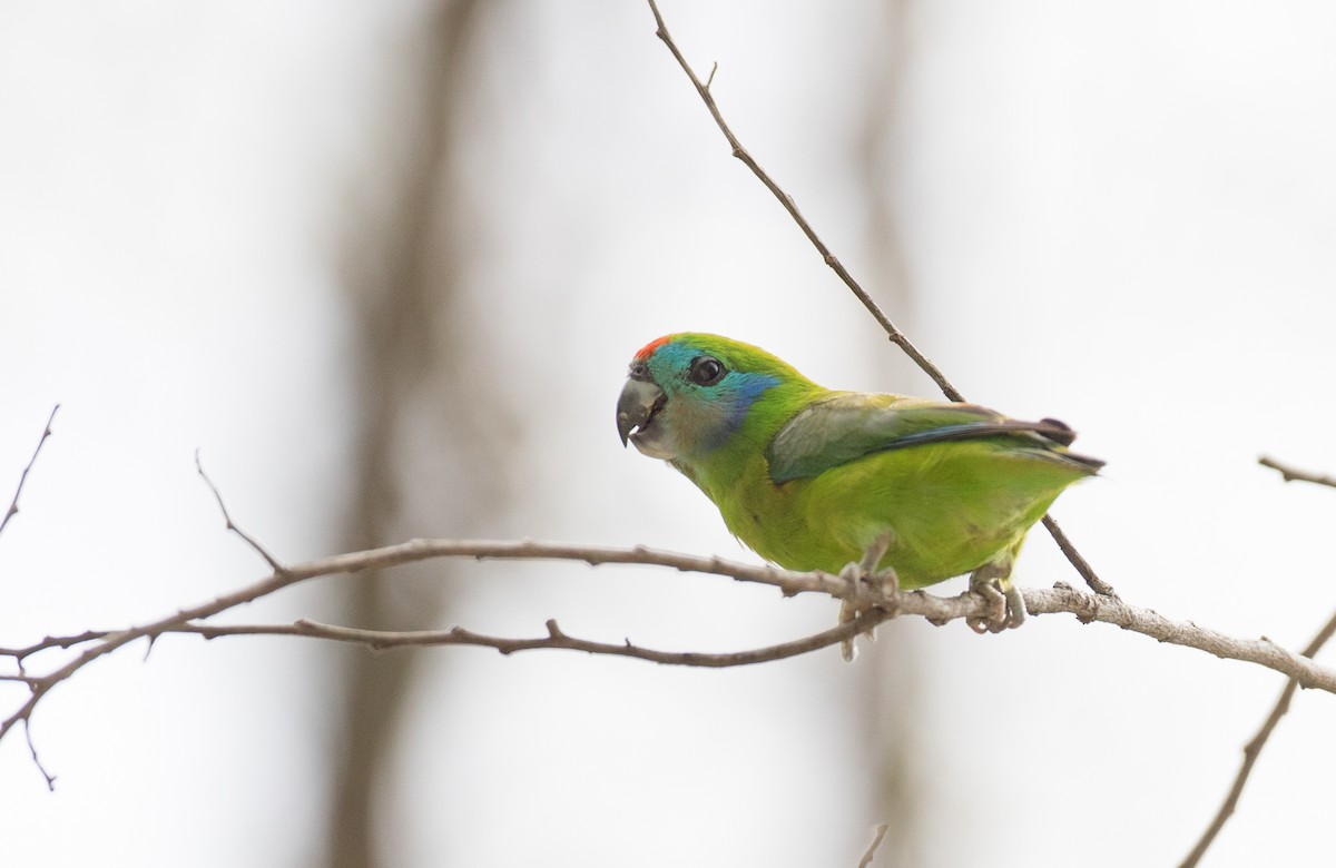Double-eyed Fig-Parrot - ML81481741