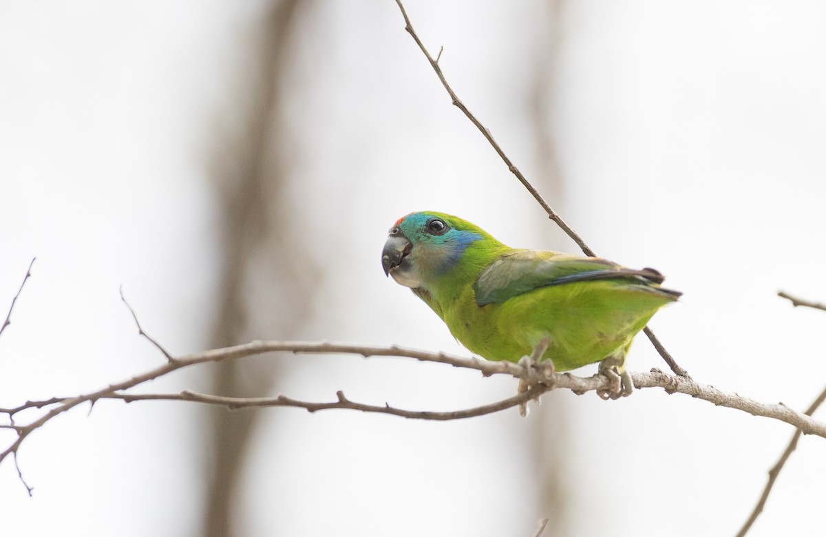 Double-eyed Fig-Parrot - ML81481751