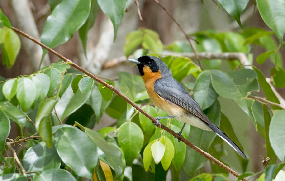 Spectacled Monarch - ML81481881