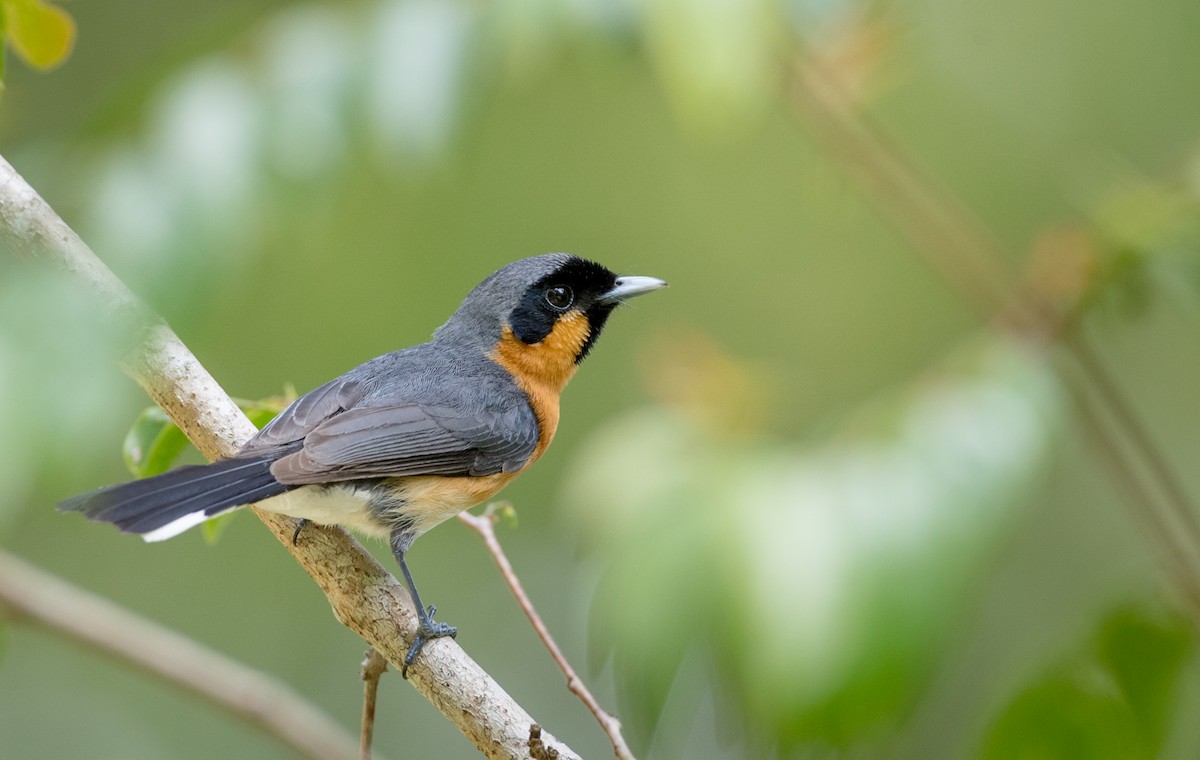 Spectacled Monarch - ML81481921