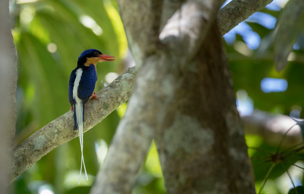 Buff-breasted Paradise-Kingfisher - ML81482171
