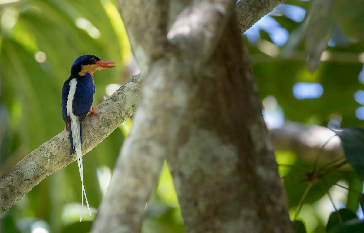 Buff-breasted Paradise-Kingfisher - ML81482181