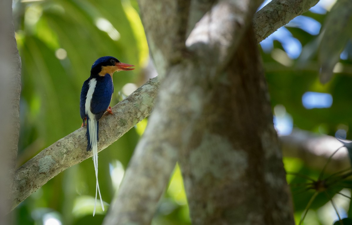 Buff-breasted Paradise-Kingfisher - ML81482191