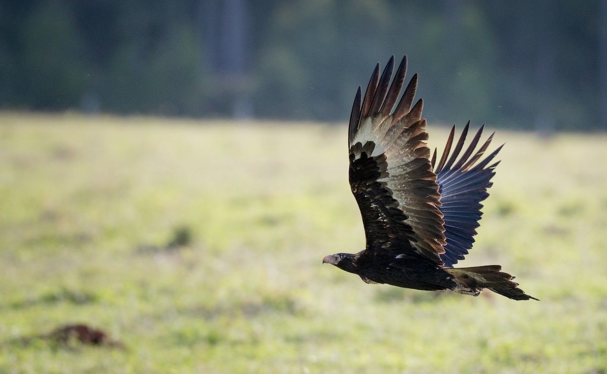 Wedge-tailed Eagle - ML81482441