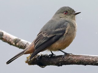  - Rufous-tailed Tyrant