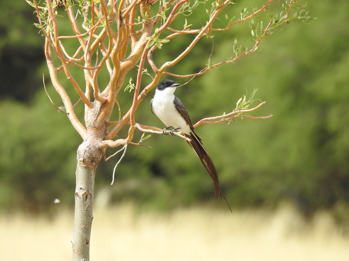 Fork-tailed Flycatcher - JESSICA ARRIGORRIA