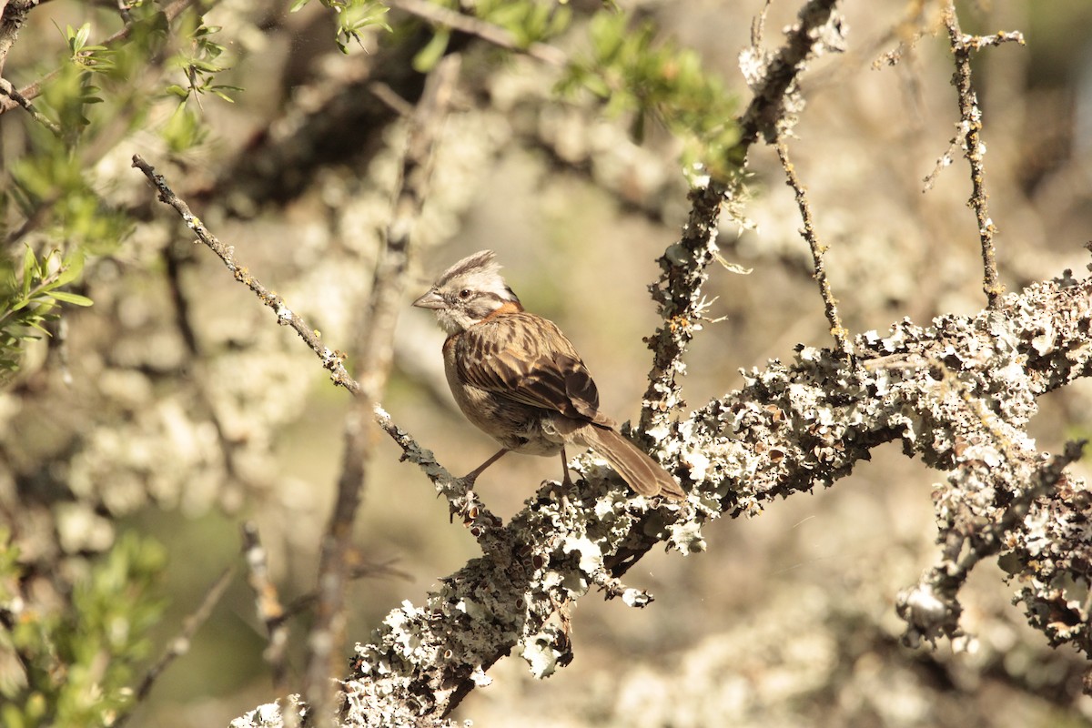 Rufous-collared Sparrow - ML81484081