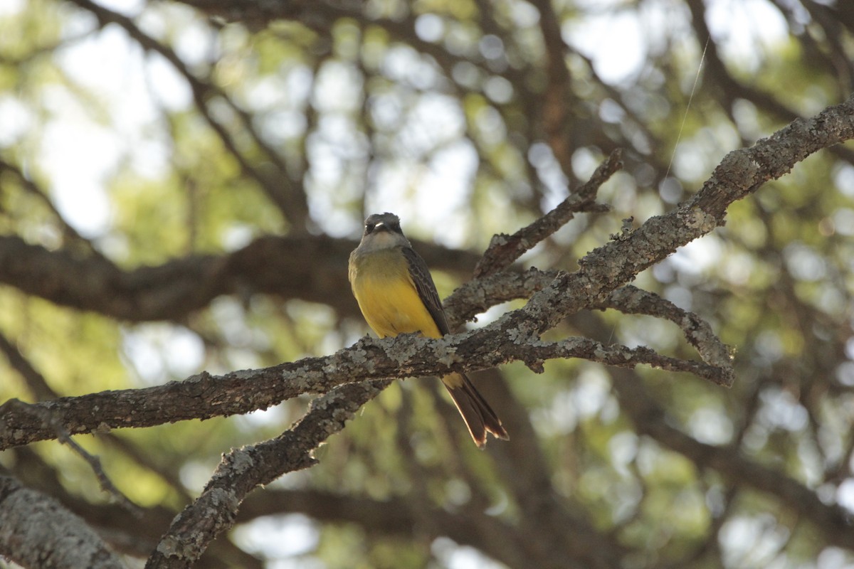 Tropical Kingbird - JESSICA ARRIGORRIA